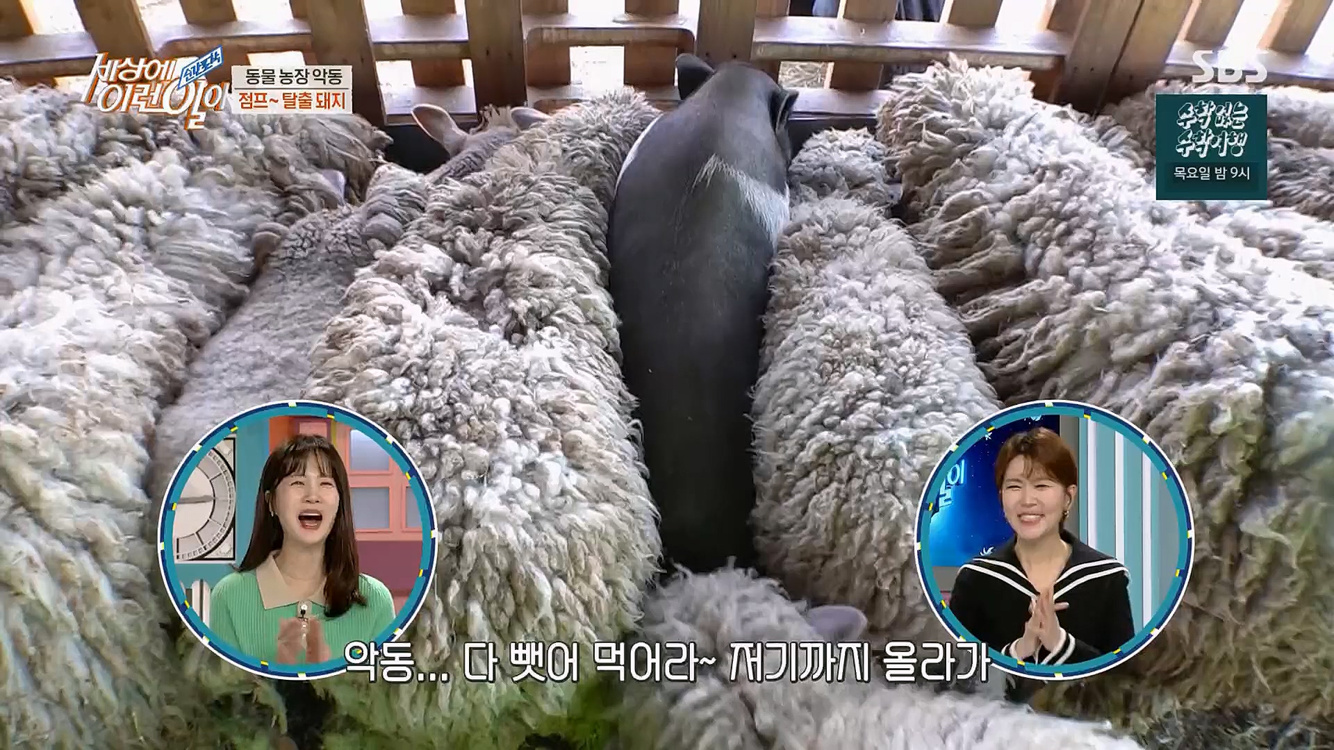 순간포착 세상에 이런일이.E1221.230314p.H264-F1RST.mp4_20230315_141006.257.jpg