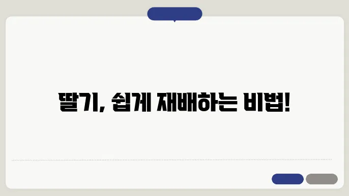 딸기 재배 주의사항 알아보기