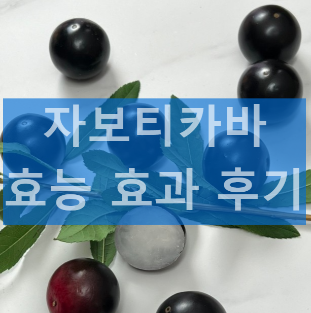 자보티카바 효능