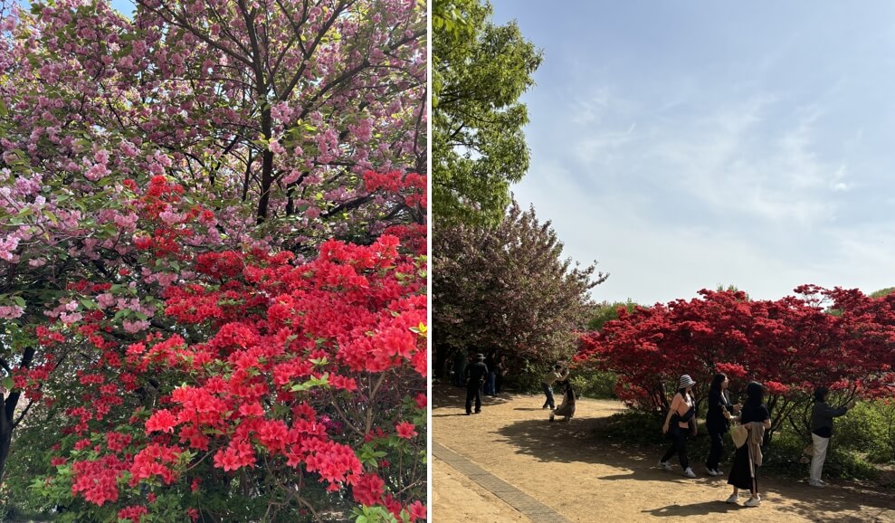 완산칠봉-꽃동산-4월-겹벚꽃&#44;철쭉