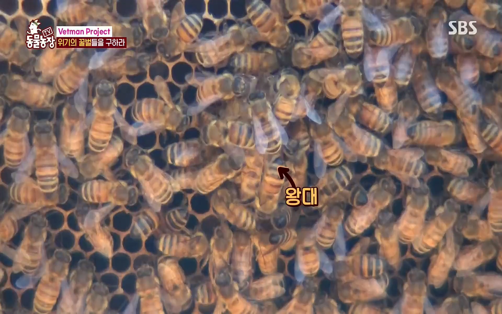 TV 동물농장.E1072.220605p.H264-F1RST.mp4_20220605_181451.042.jpg