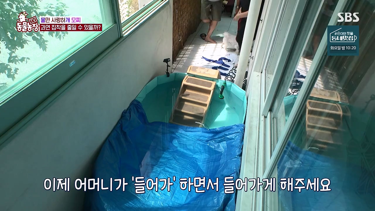 TV 동물농장.E1137.230911p-NEXT.mp4_20230910_183209.520.jpg