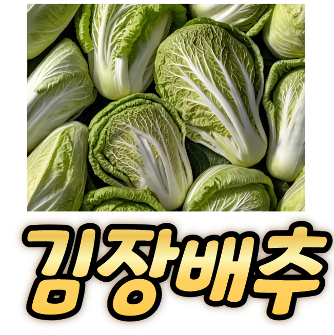 김장배추 절이는법