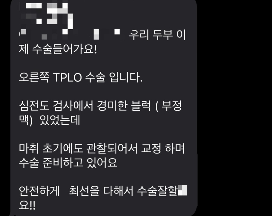 골든리트리버 가격 골든리트리버 십자인대 파열 수술 후기/가격 2