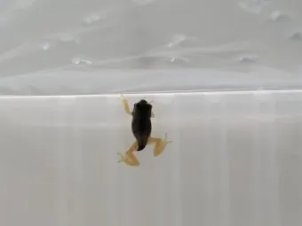 개구리 가격 키우기 분양 수명 먹이 성격 종류_23
