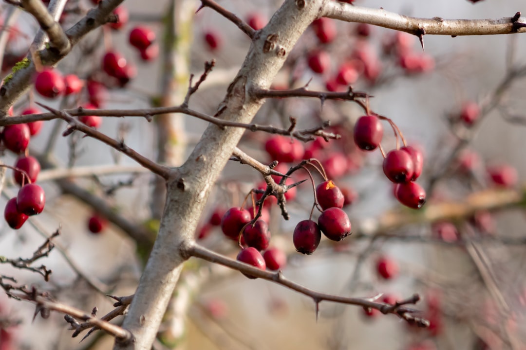 Hawthorn