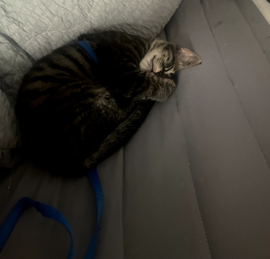 너무 귀여운 아기 고양이의 10