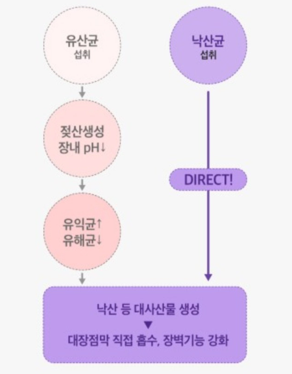 지엘로라 GLP 활성제란?