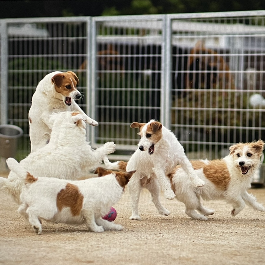러셀테리어 성격과 털이 활발한 강아지 종류 잭 2