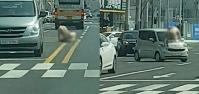  나체로 승용차 위 난동 '울산 터미네이터 ' 입건