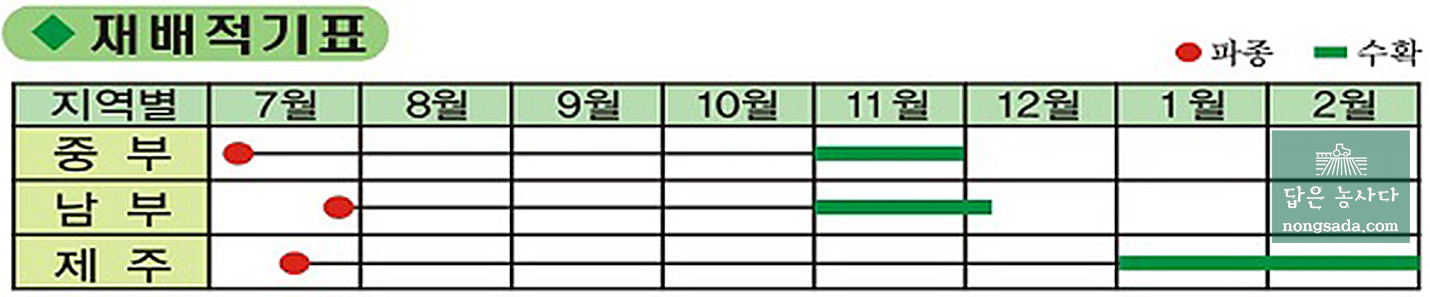 노랑당근 재배 시기 및 작형