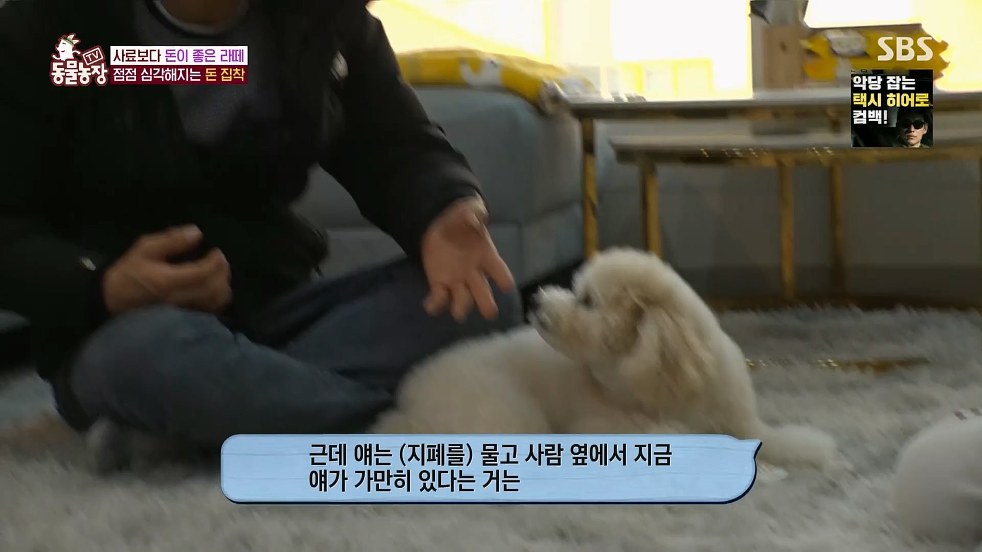 TV 동물농장.E1107.230205p.H264-F1RST.mp4_20230205_173935.995.jpg