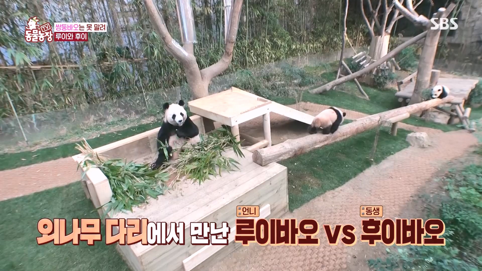 TV 동물농장.E1160.240225p.H264-F1RST.mp4_20240225_165125.571.jpg