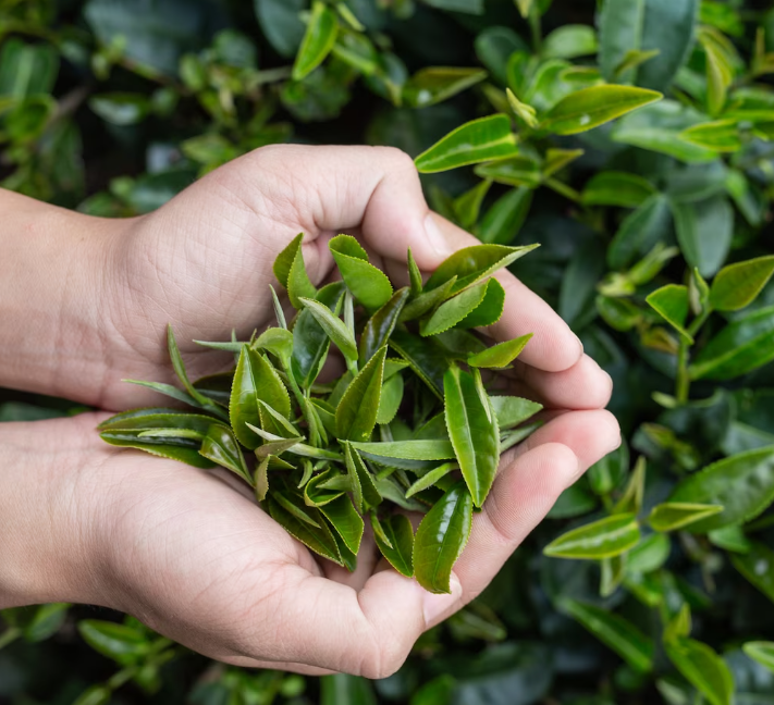 발효시키지 않은 찻잎으로 만든 차가 우리가 아는 녹차(green tea)