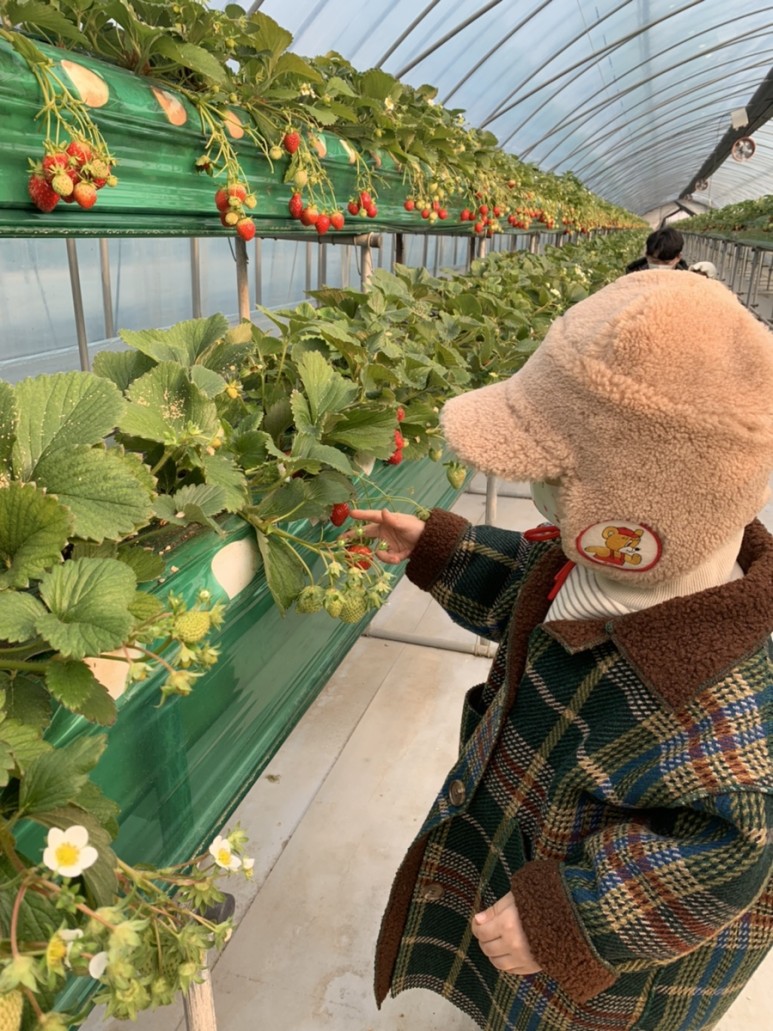 정현딸기농장, 16