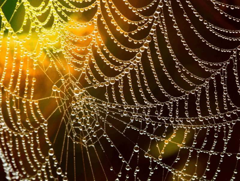 사방으로 펼쳐진 거미줄에 이슬이 맺혀진 사진