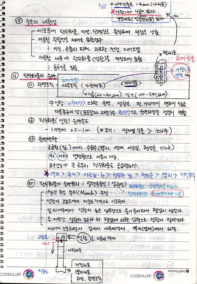  [수목생리학] 탄수화물의 운반