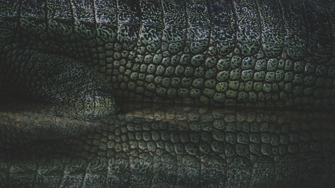 Crocodile