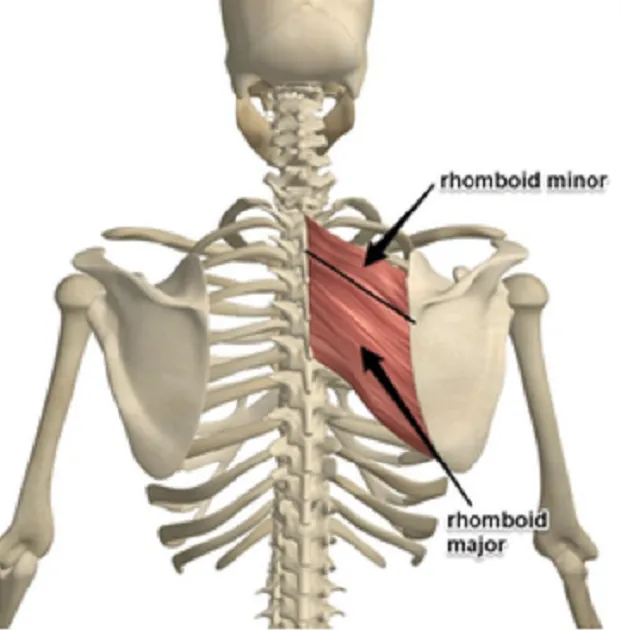 Rhomboid