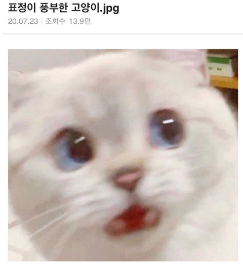  표정이 풍부한 냥냥이.jpg