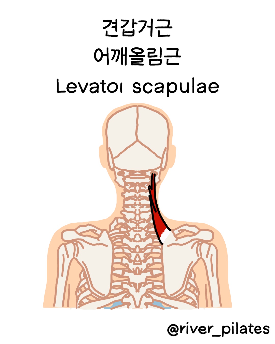 견갑거근