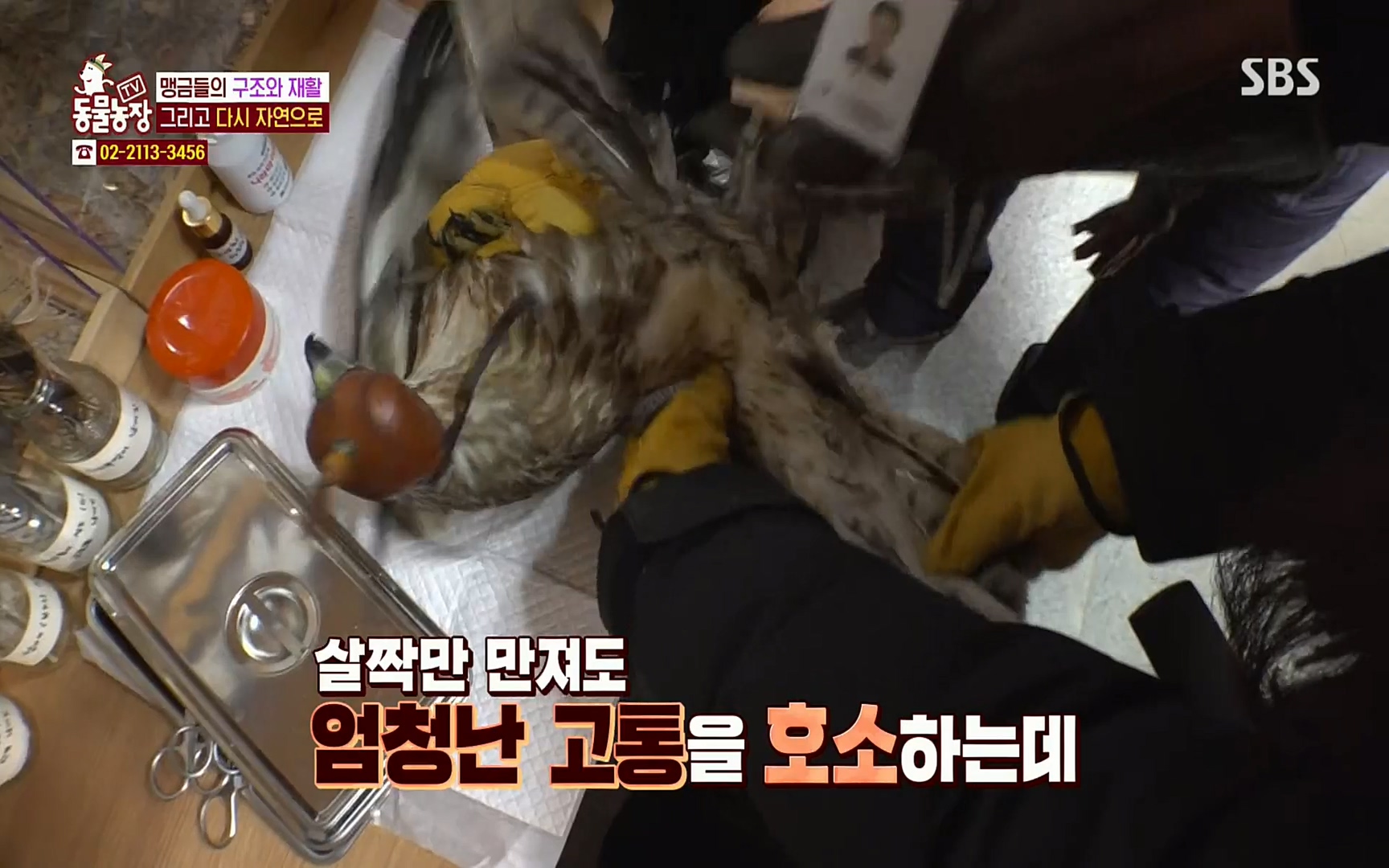 TV 동물농장.E1061.220320p.H264-F1RST.mp4_20220320_183604.637.jpg