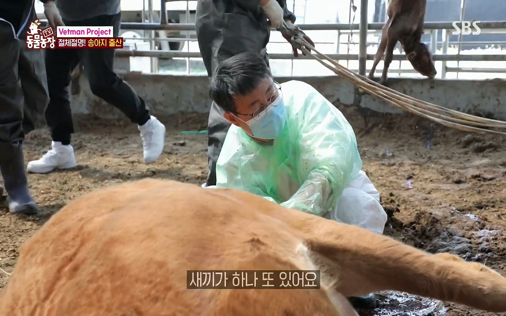 TV 동물농장.E1069.220515p.H264-F1RST.mp4_20220515_180105.294.jpg