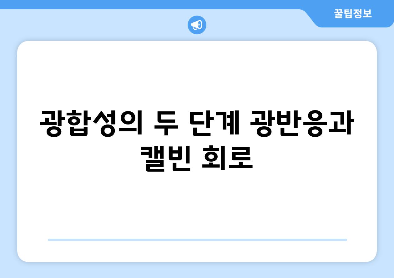 광합성의 두 단계| 광반응과 캘빈 회로