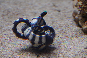 먹대가리바다뱀의 모습