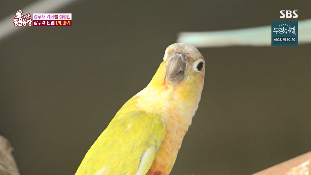 TV 동물농장.E1135.230828p-NEXT.mp4_20230827_180817.088.jpg