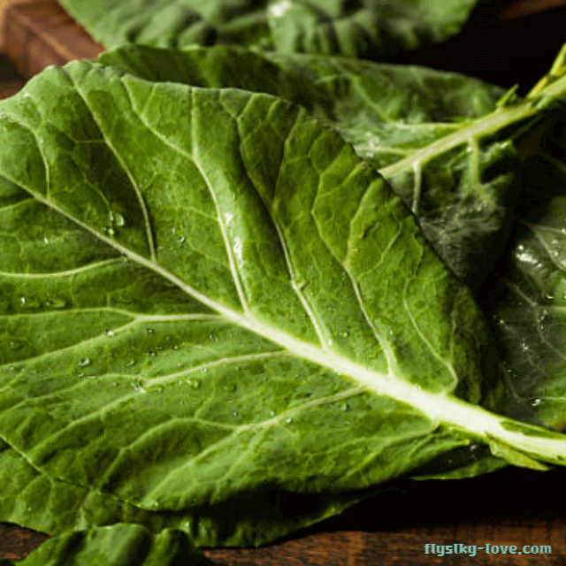 콜라드 그린 (Collard greens)