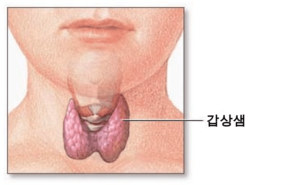  갑상선암 증상 수술비용 및 갑상선암에 좋은 음식 보기