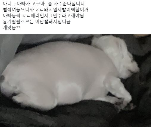 아니…; 아빠가 고구마.. 좀 자주준다싶더니 털깎여놓으니까 ㅈㄴ돼지임제발어떡함이거