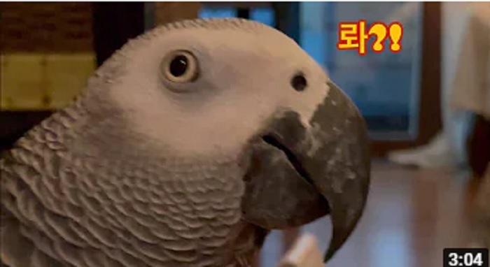  손디아 어른 부뚜막 고양이 어른