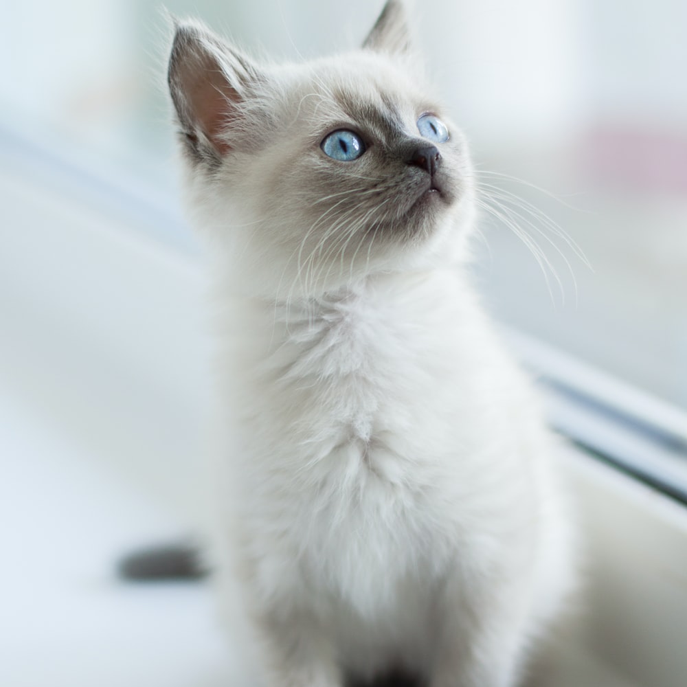 고양이 꿈해몽 태몽 34가지