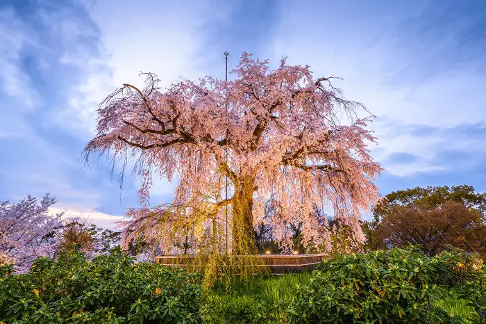 마루야마 공원 Maruyama Park