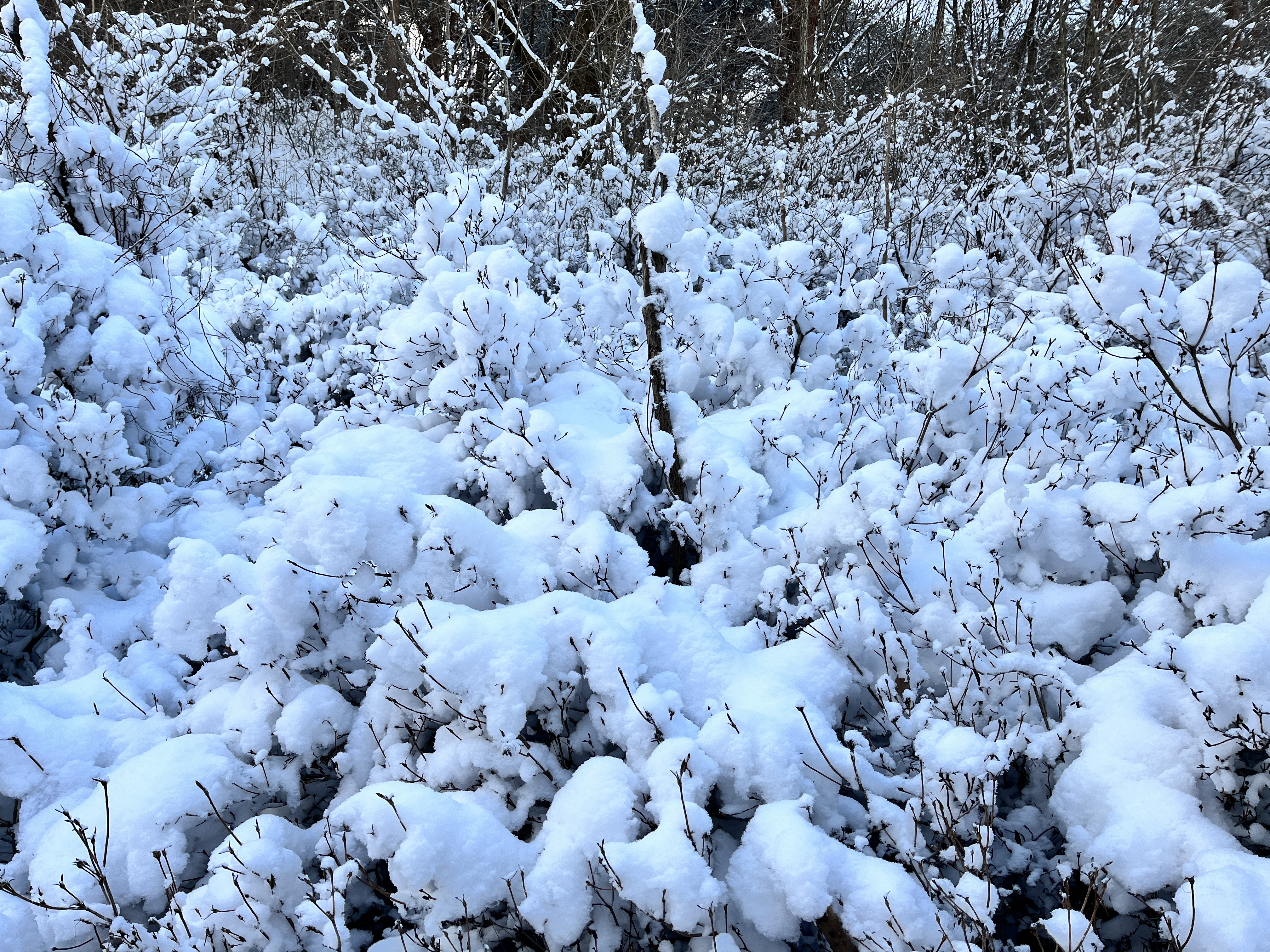 지리산 바래봉