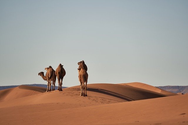 사막에 서 있는 낙타 4마리