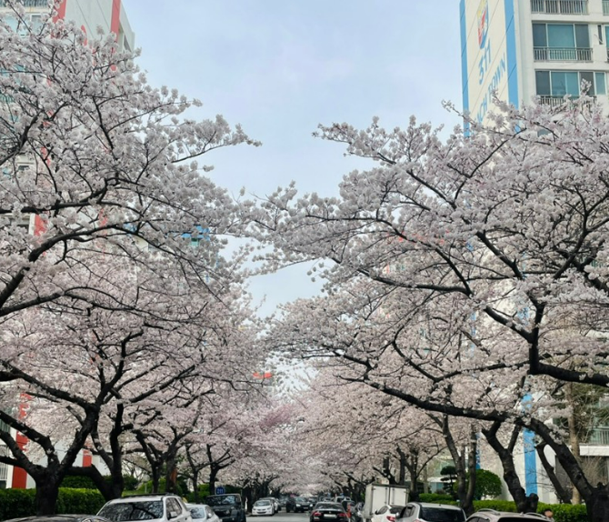 부산 남천동 벚꽃 개화시기 &#44;관광 꿀팁&#44; 길안내
