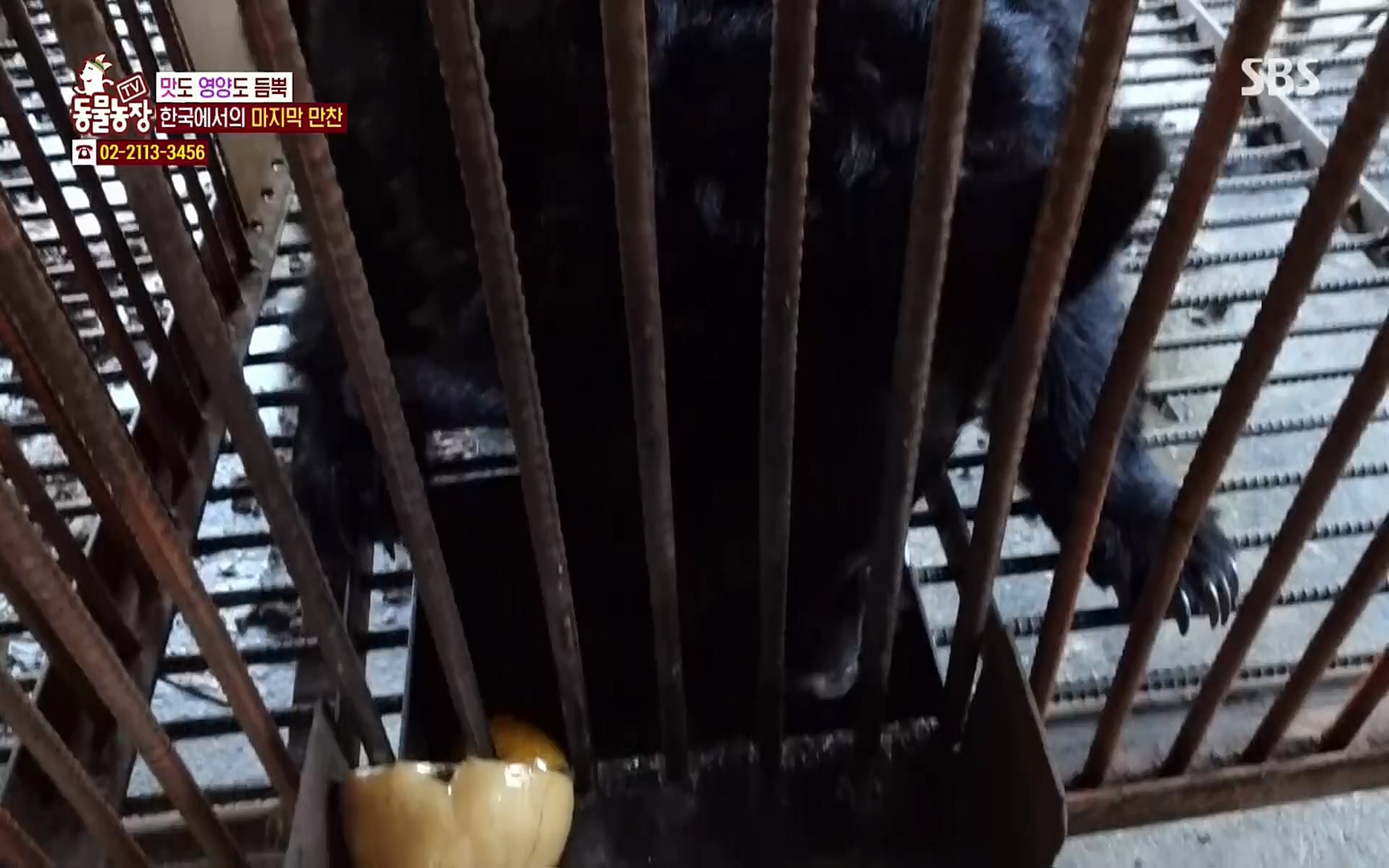 TV 동물농장.E1063.220403p.H264-F1RST.mp4_20220403_175128.213.jpg