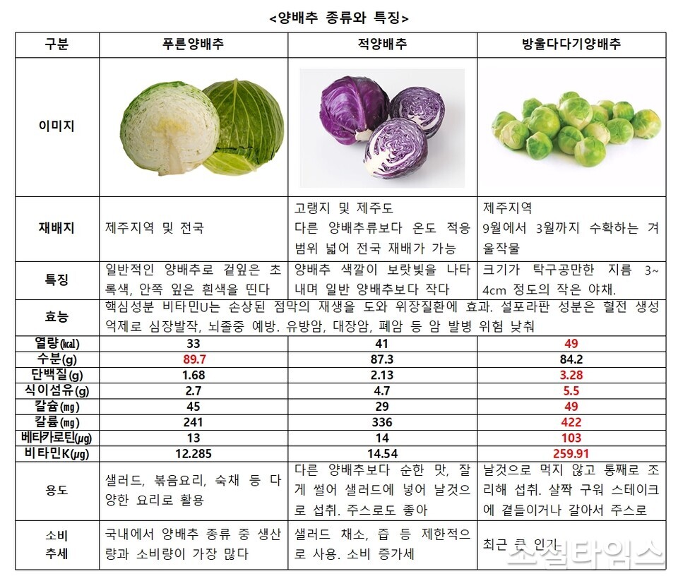 양배추 종류와 특징