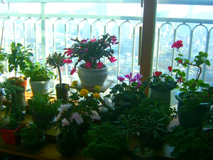 봄처럼 화사한 나의 놀이터 배란다정원 1