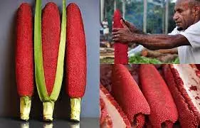  비타민A의 중요 전구체, 크립토잔틴(Cryptoxanthin)이 당신의 건강을 지킵니다!