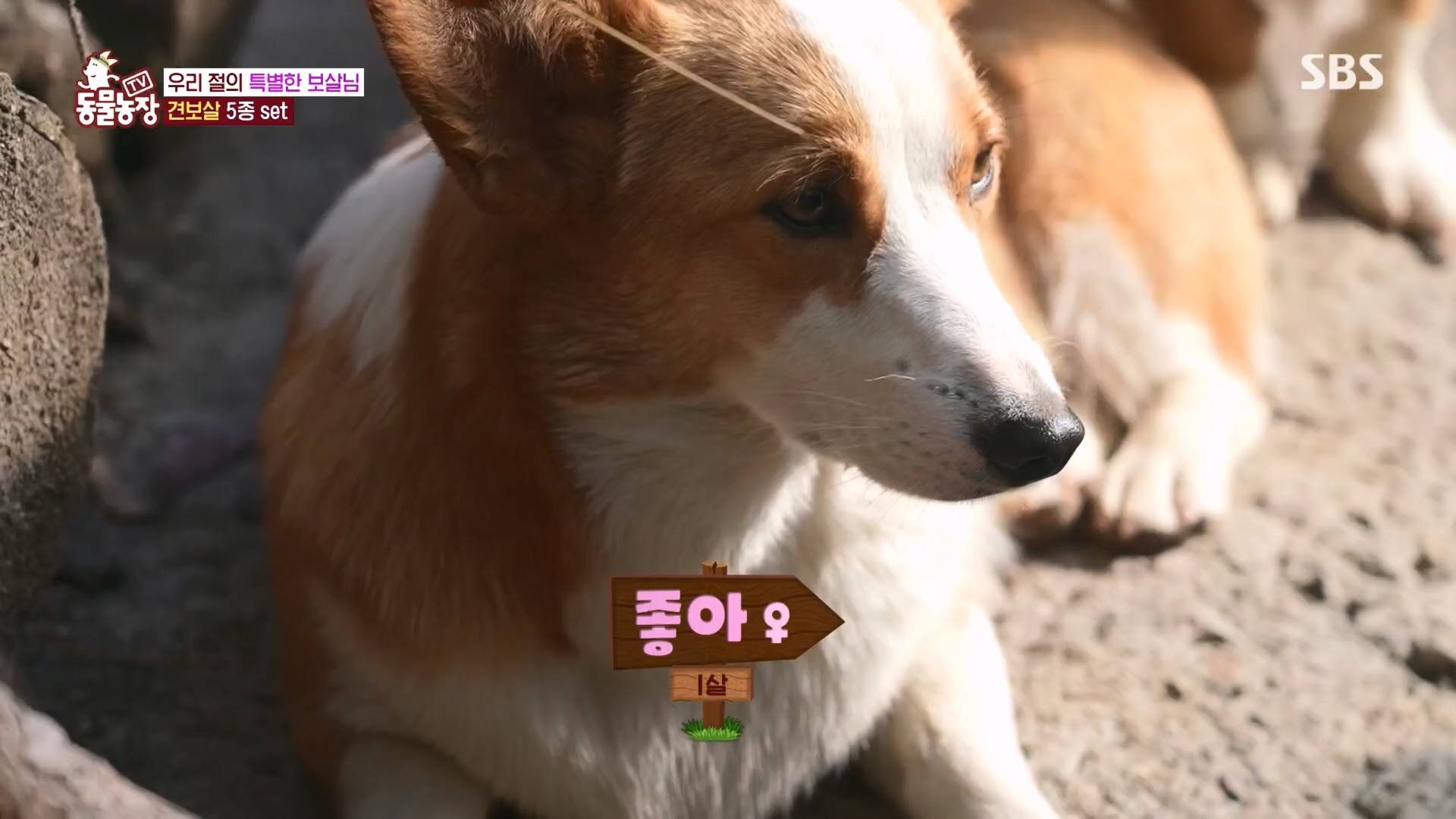 TV 동물농장.E1149.231210p.H264-F1RST.mp4_20231210_171049.286.jpg