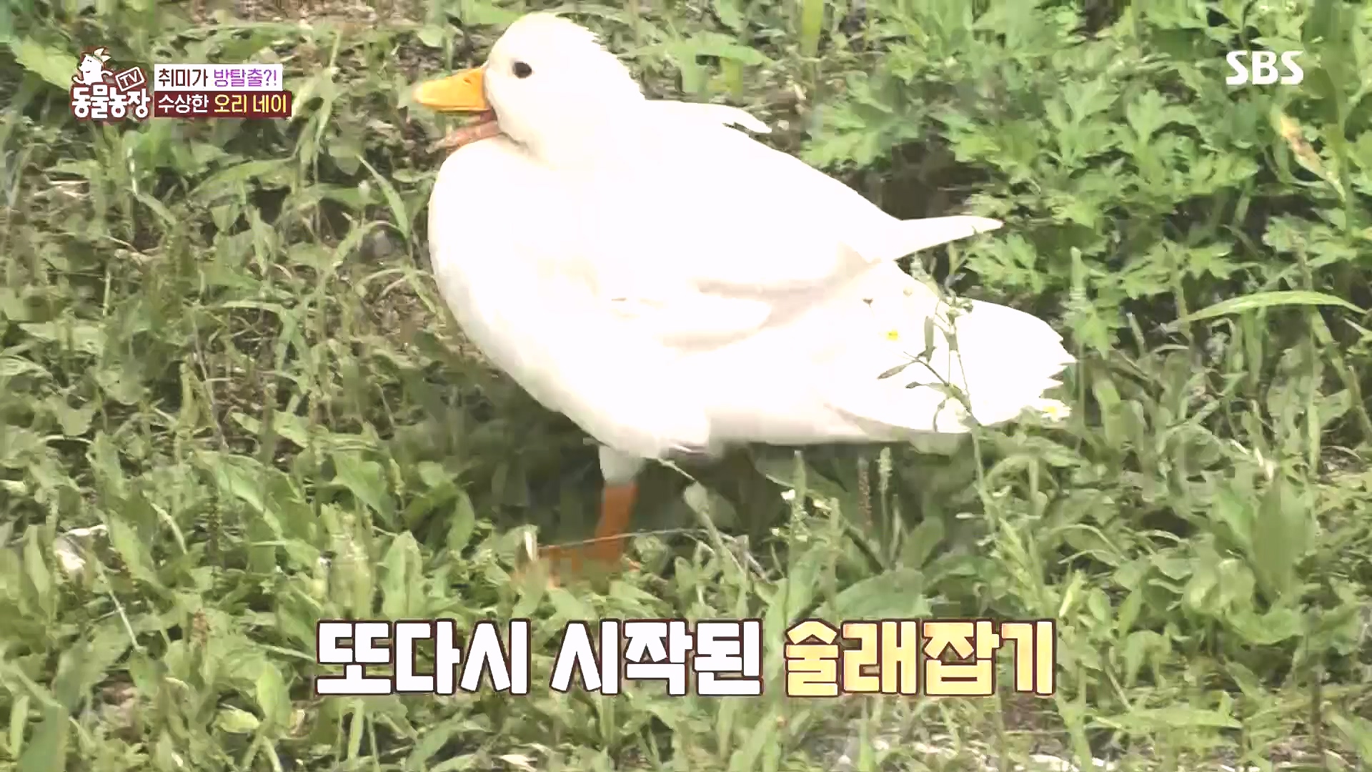 TV 동물농장.E1185.240818p.H264-F1RST.mp4_20240818_161602.642.jpg