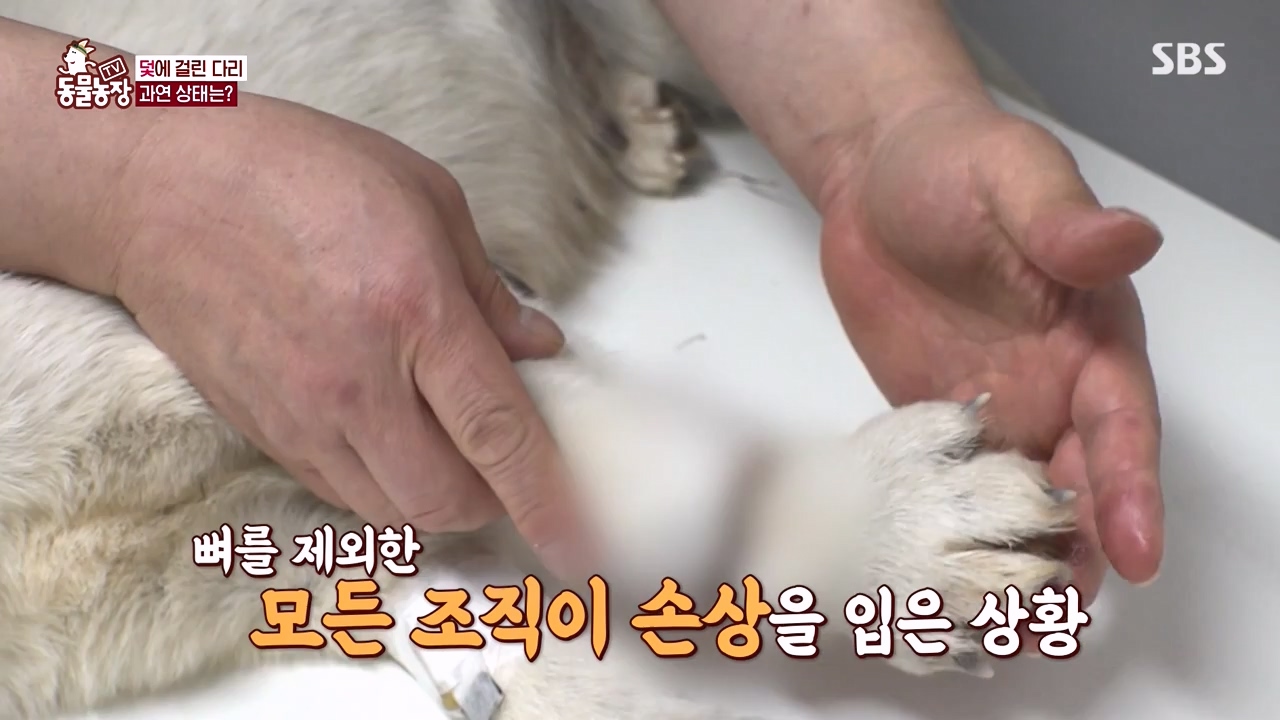 TV 동물농장.E1155.240122p-NEXT.mp4_20240121_145930.238.jpg