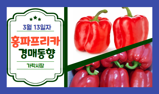 [경매사 일일보고] 2024년 3월 13일자 가락시장 홍파프리카 경매동향을 살펴보겠습니다!