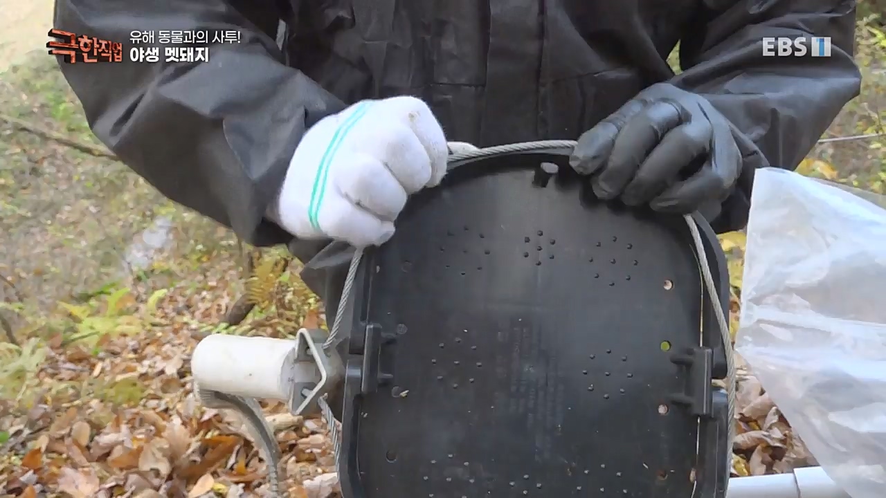 TV - 교육의 중심 EBS유해 동물과의 사투! 등검은말벌, 야생 멧돼지 퇴치.mp4_20221129_195016.436.jpg