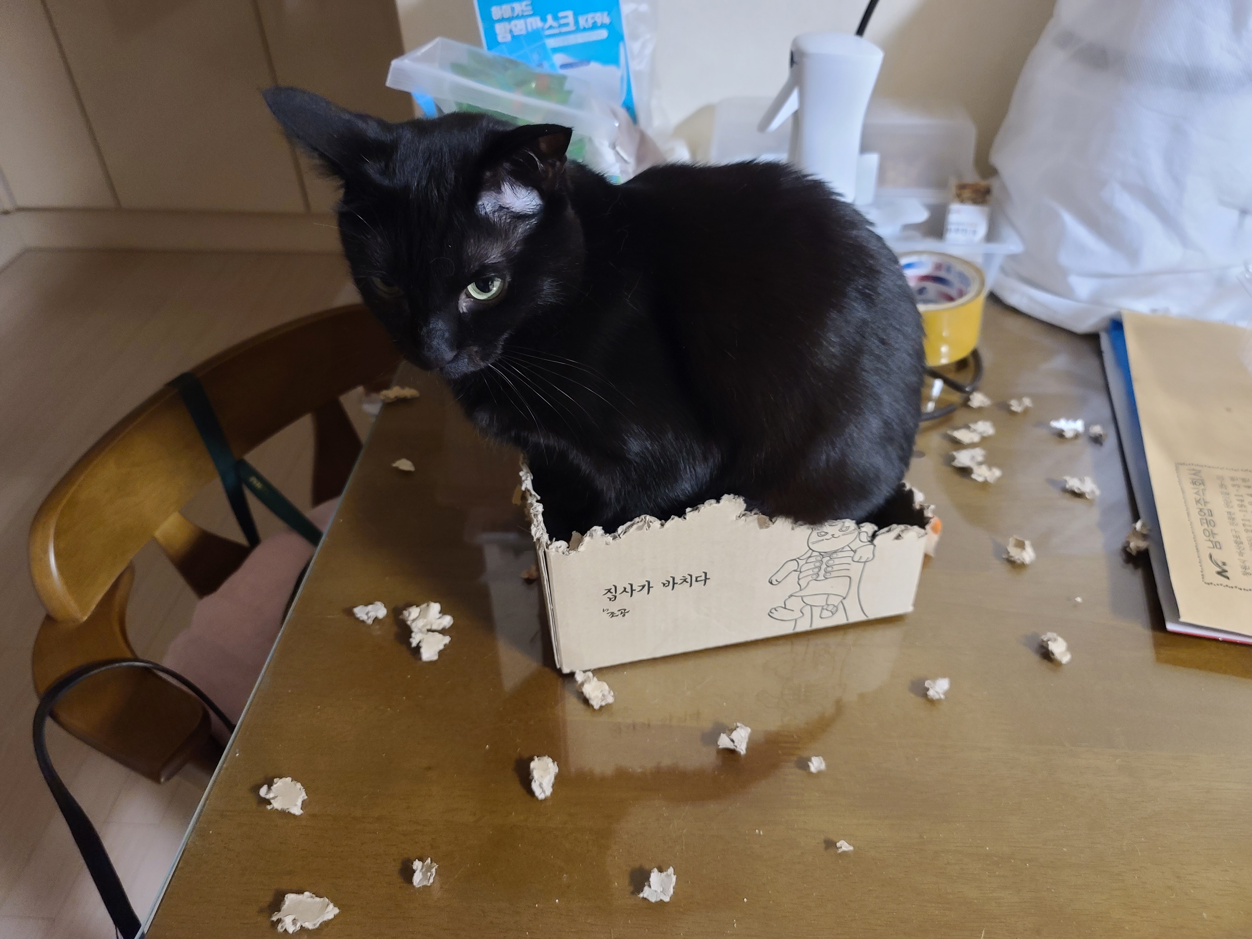 며칠전 건이가 작업하던 박스의 현재모습. 고양이 박스뜯기.