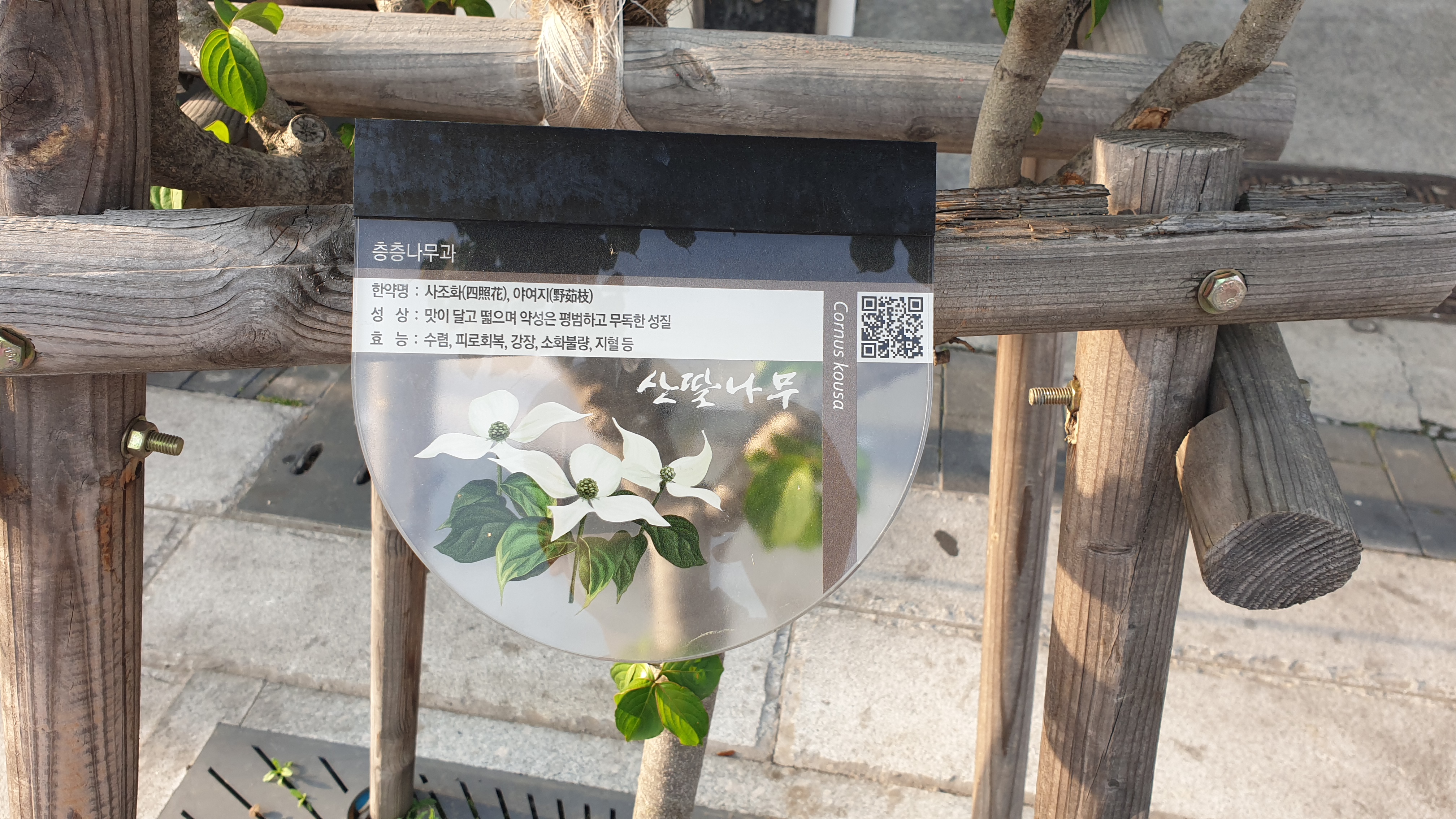  산딸나무 효능 열매효능 꽃말 꽃 전설